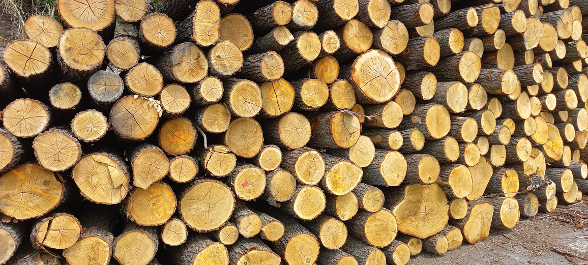 Kulatina a palivové dřevo – prodej Lesy Broumov
