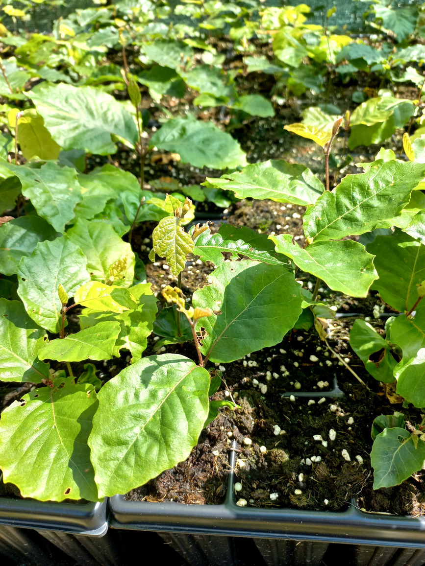 Výsadba sazenic – zalesňování v Broumovsku