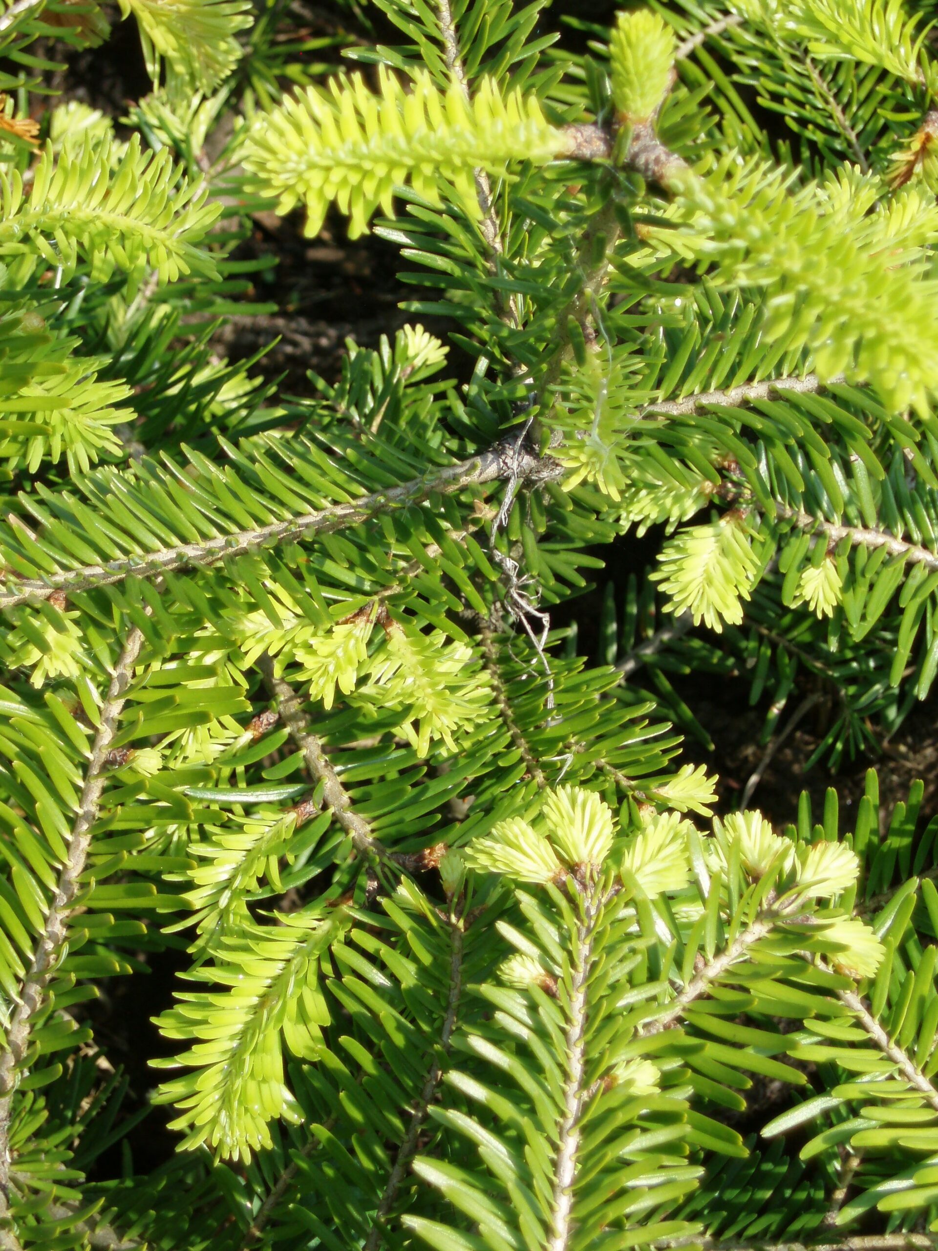 Výsadba a zalesňování – pěstební práce v lesích Broumovska