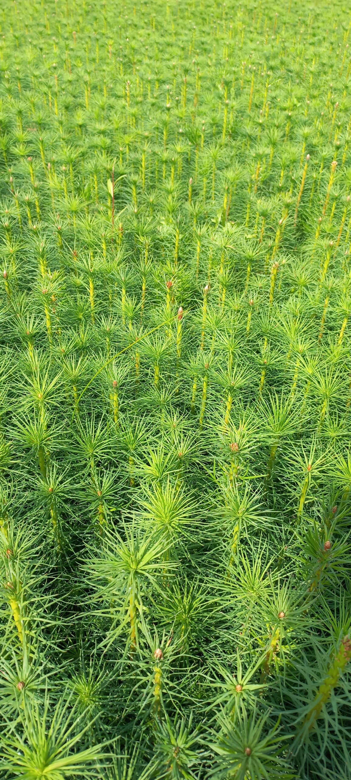 Výsadba sazenic a obnova lesa – Lesy Broumov Holding