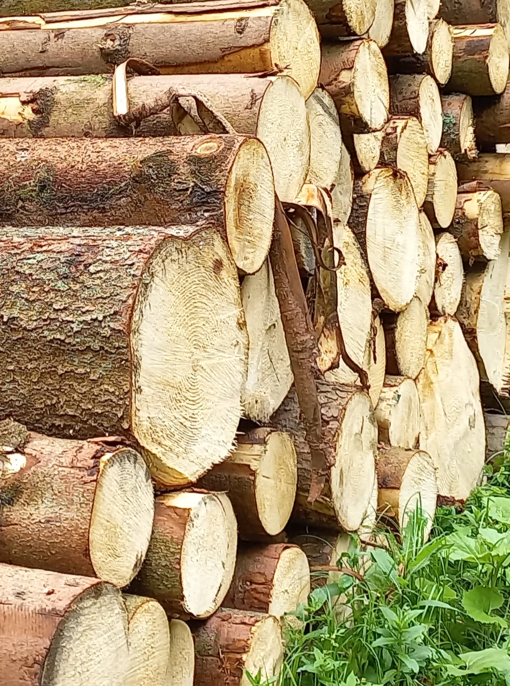 Palivové dřevo na prodej – Lesy Broumov Holding a.s.