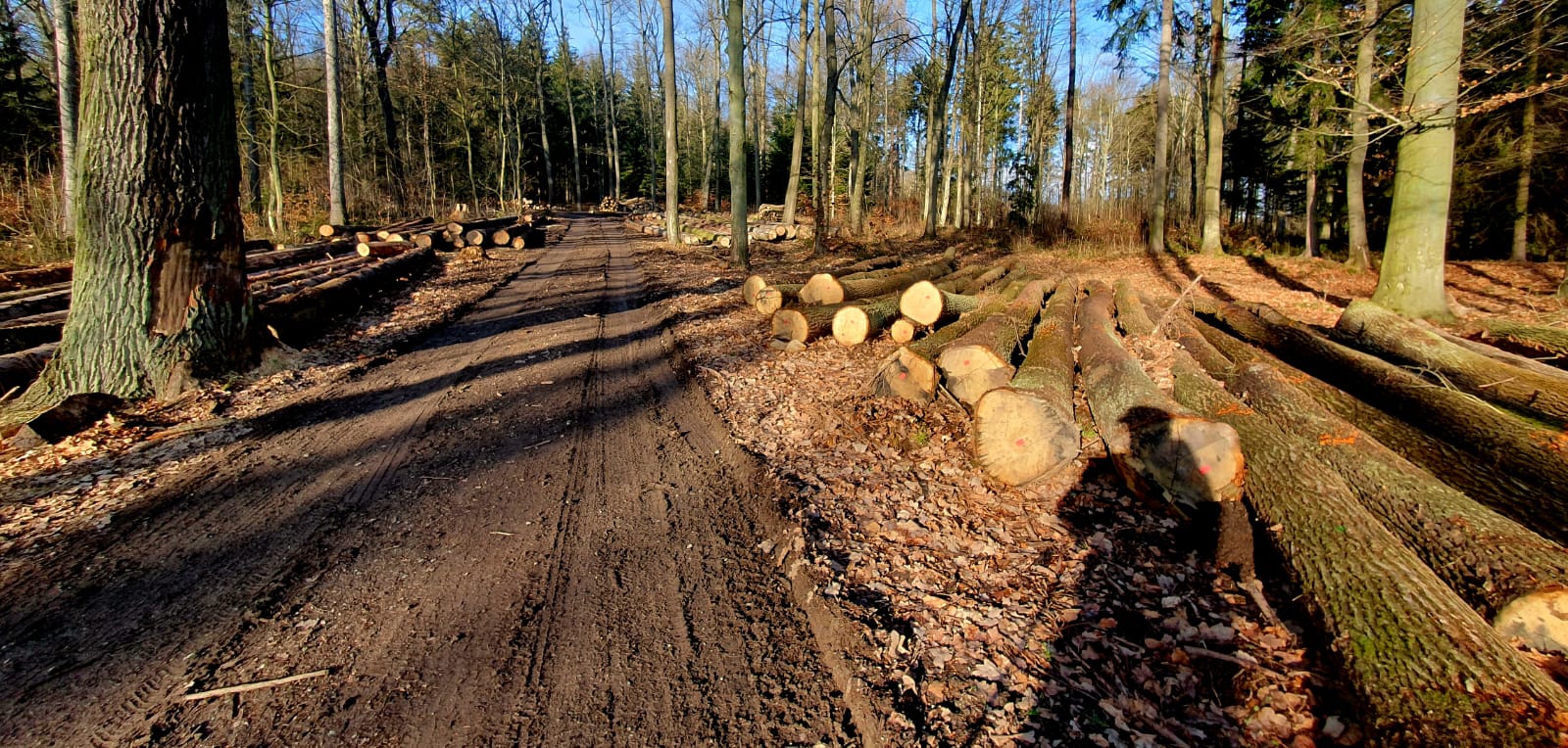 Lesnické činnosti – těžba a pěstování lesa v Broumovsku