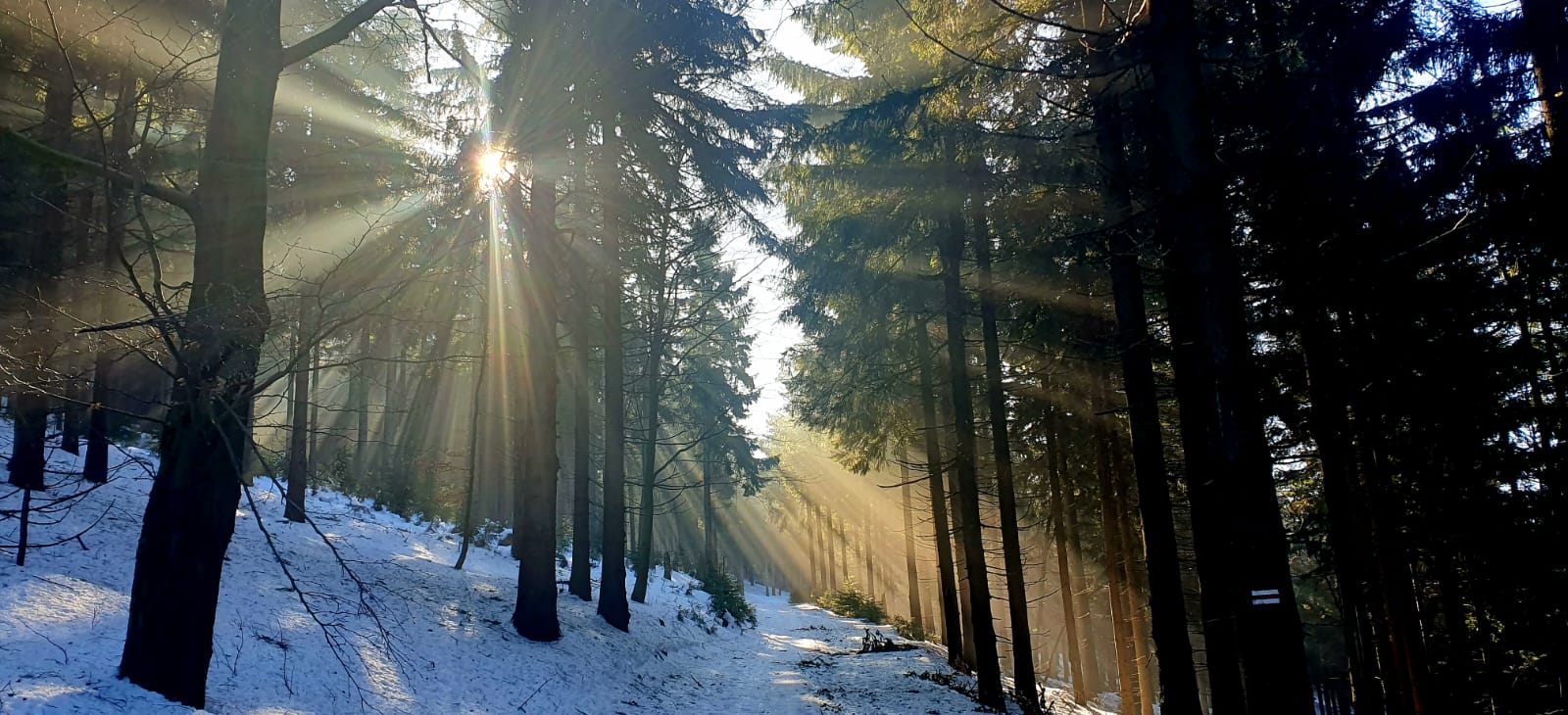 Komplexní lesnické práce v lesích Broumovska